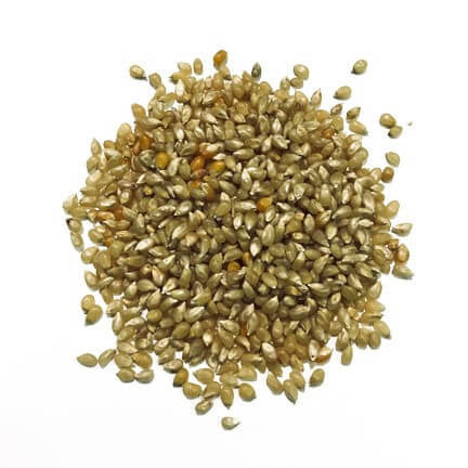 Wabash Valley Farms Amish Country Gourmet Popping Corn- Baby White 2 lb