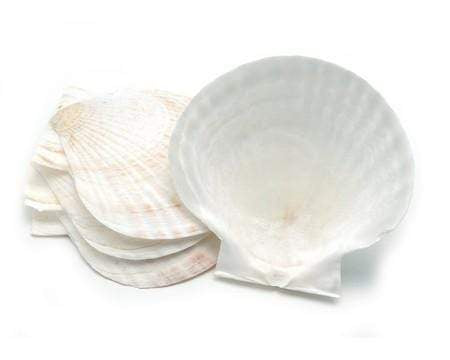 Fox Run Bakeware Accessories Fox Run Nantucket Seafood Large Canape Shells (Set of 4)